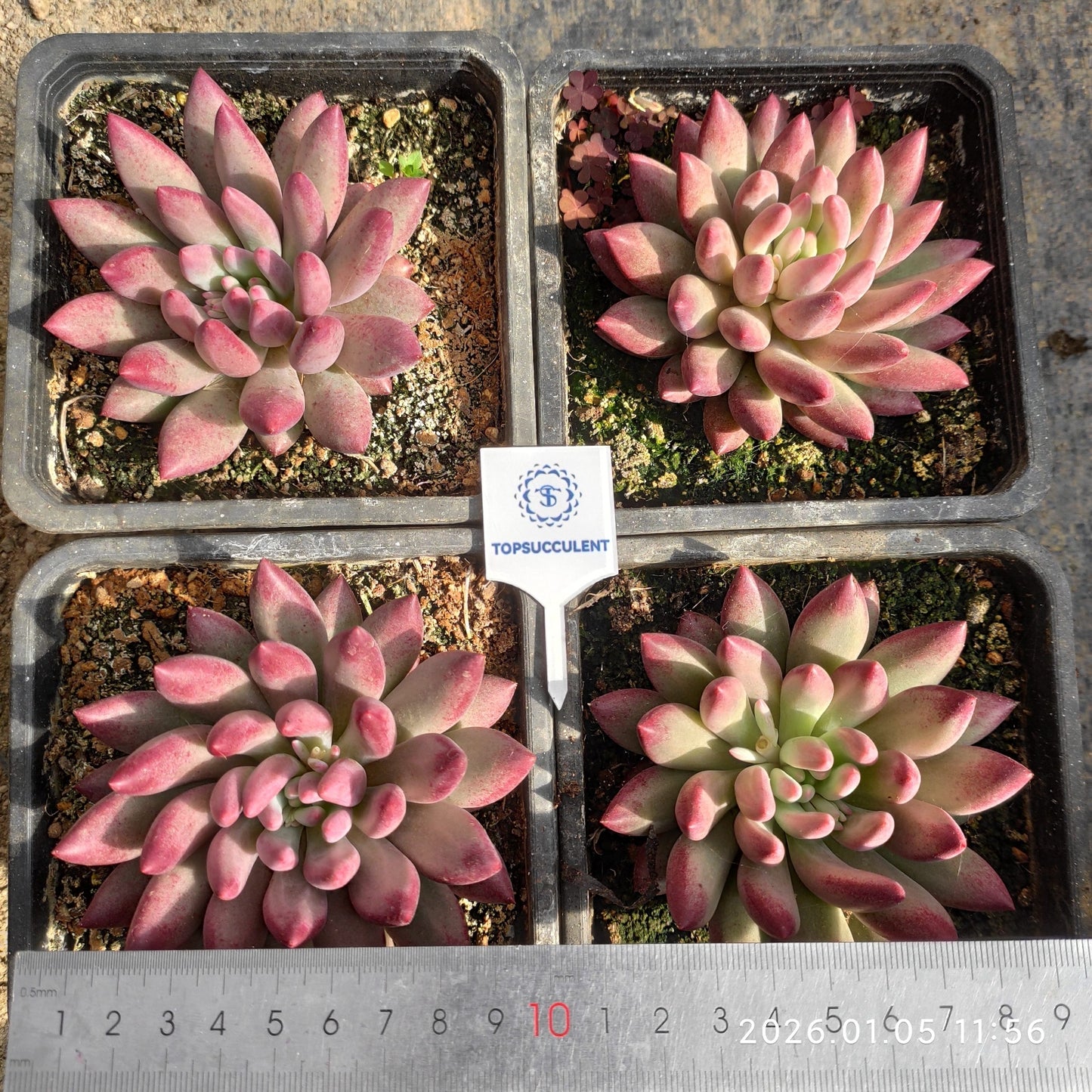 21291 Echeveria Cherries (12cm pot size)