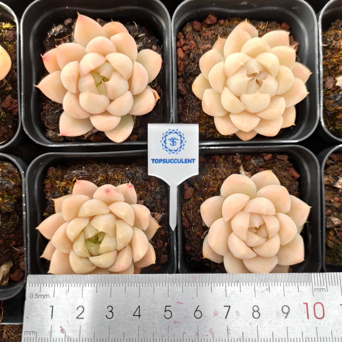 17738 Echeveria Golden Rose (5.5cm pot size)