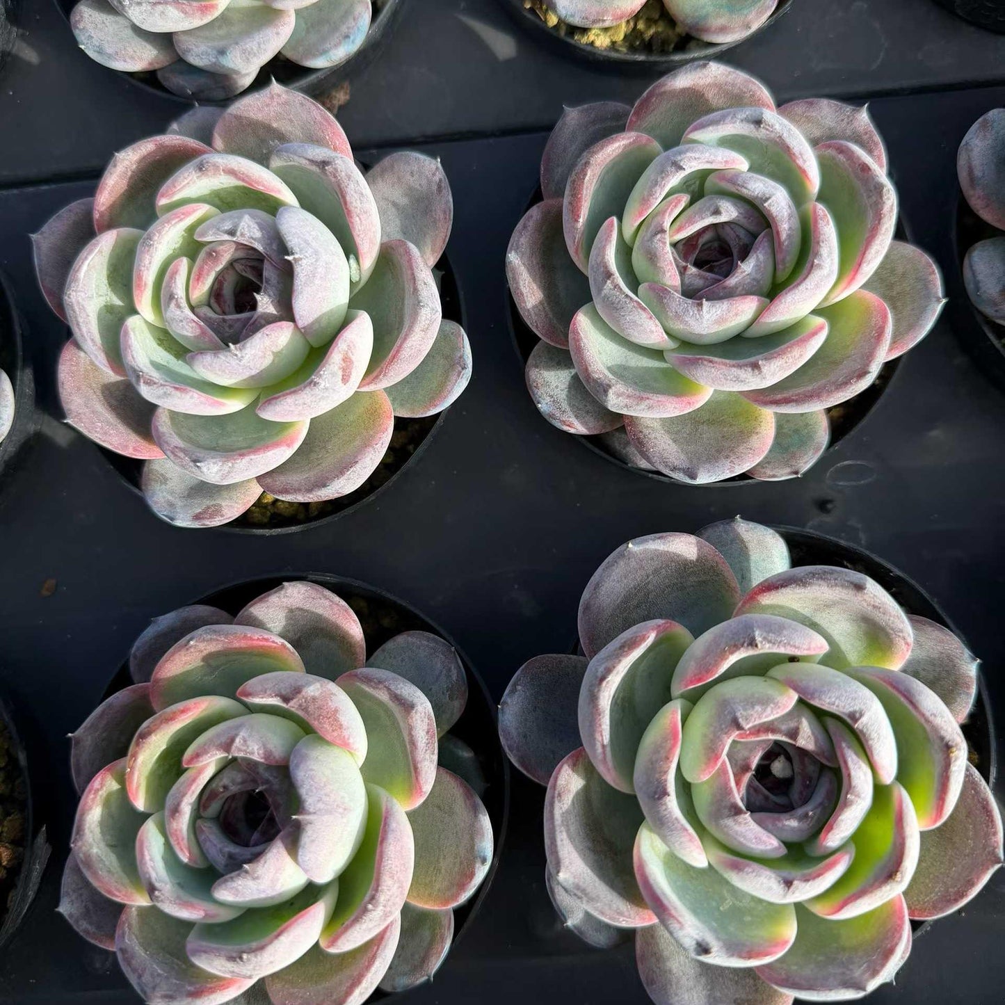 25156 Echeveria Black Monroe (9cm pot size)