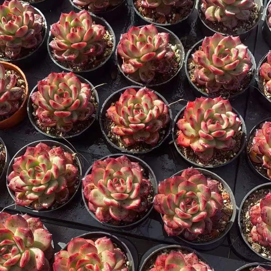 20793 Echeveria TM (9cm pot size)