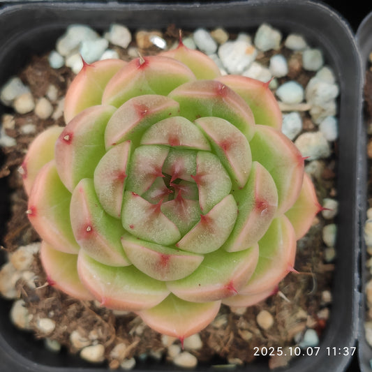 XQ1459 Echeveria Malgan Queen Hyb(7cm pot size)