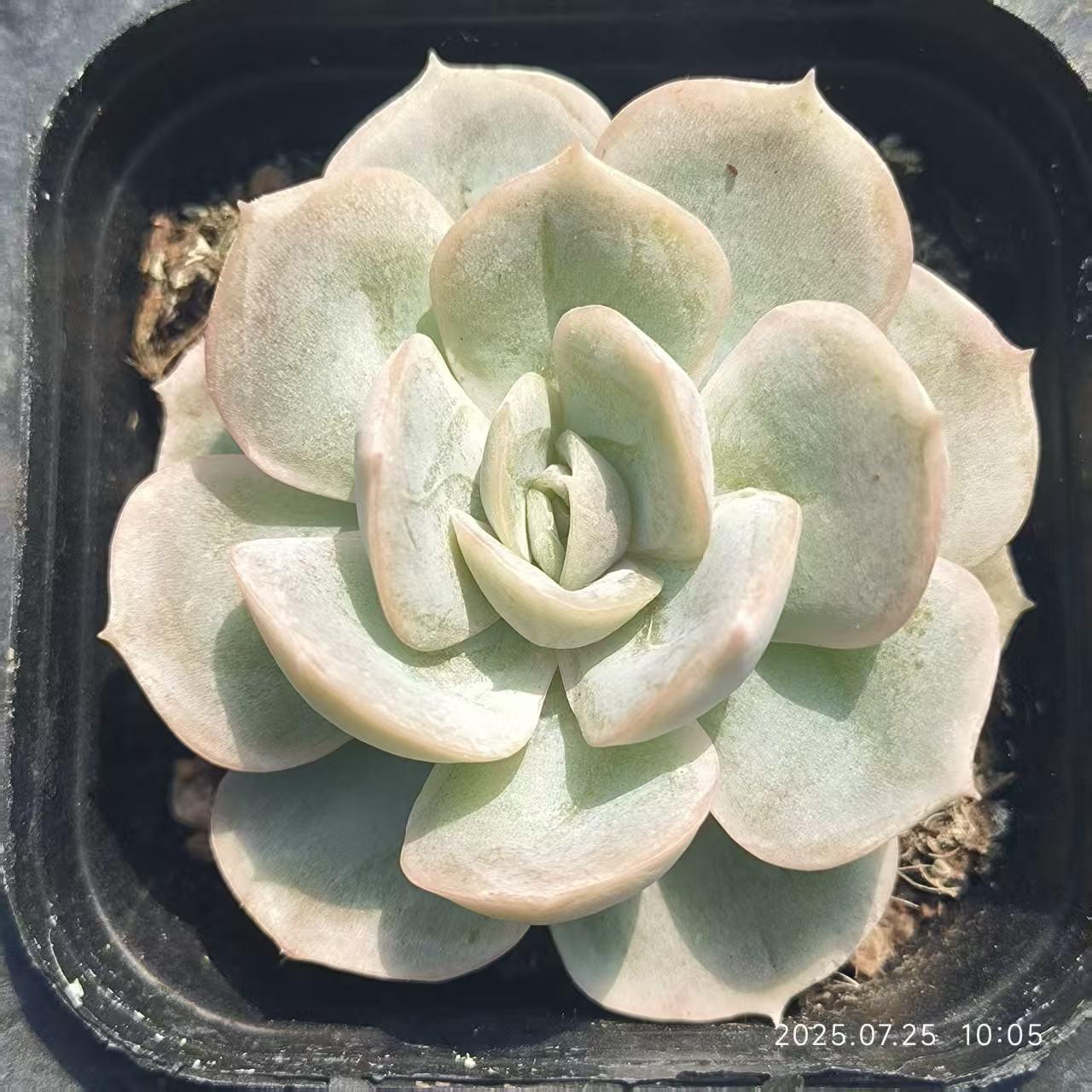 GR408 Echeveria Blue Surprise(6.5cm pot size)