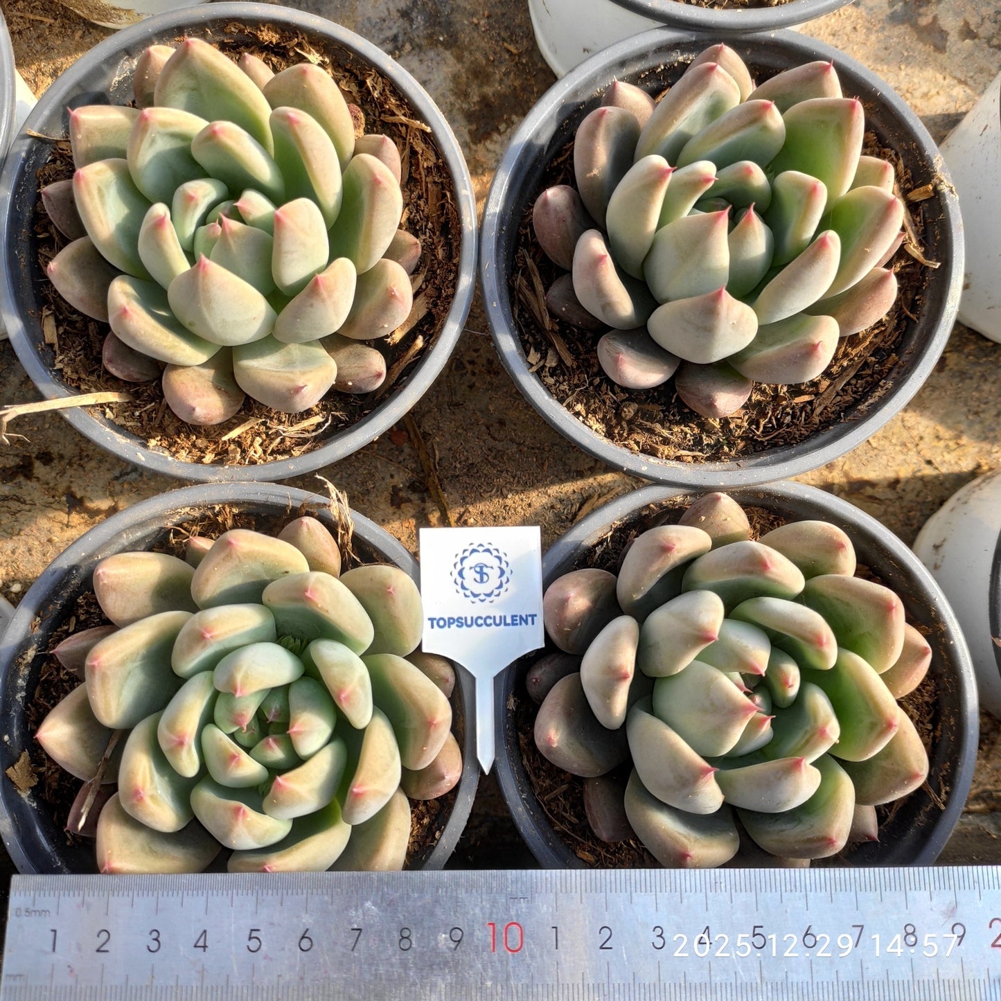 24085 Echeveria Saint (12cm pot size)