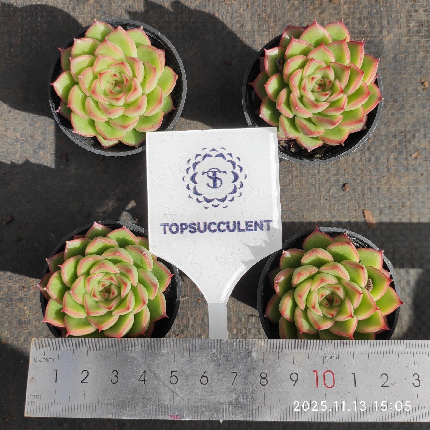 18750 Echeveria Flash Light (5.5cm pot size)