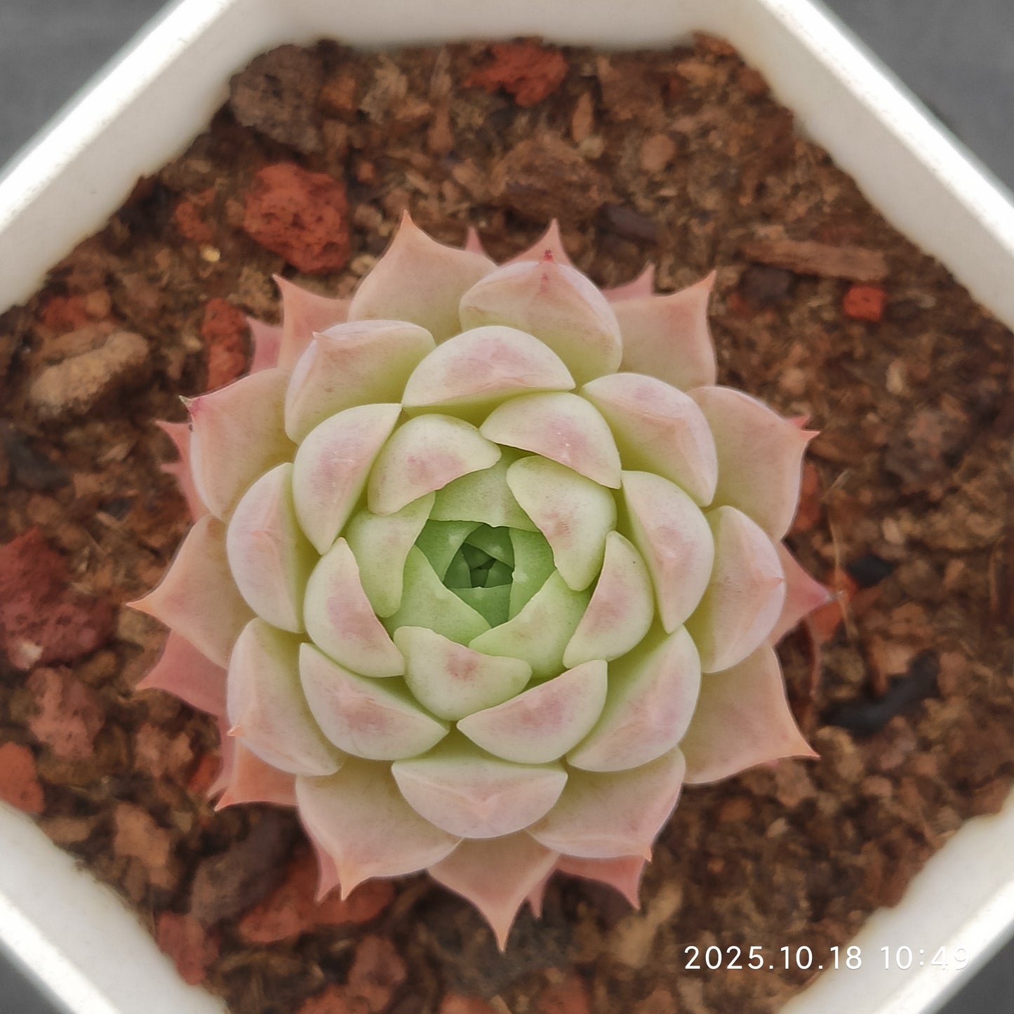 YBB048 Echeveria Sharlot Rose(7cm pot size)