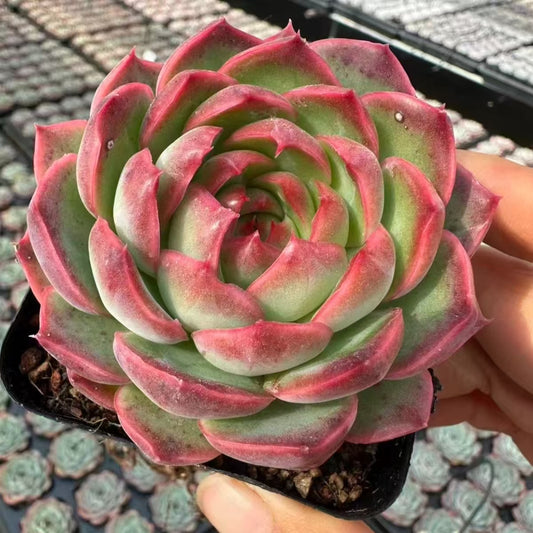 QNY189 Echeveria Magic Pill(7cm pot size)