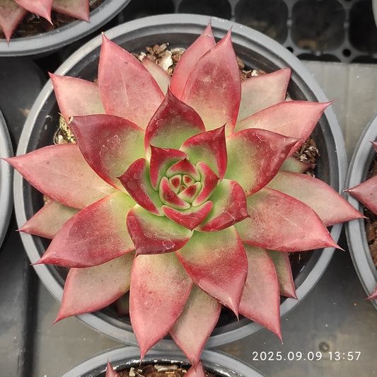 MMT853 Echeveria Roca(11cm pot size)