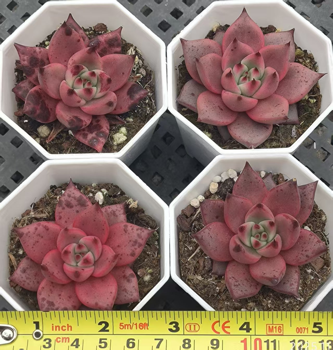 20614 Echeveria Romeo (6.5cm pot size)