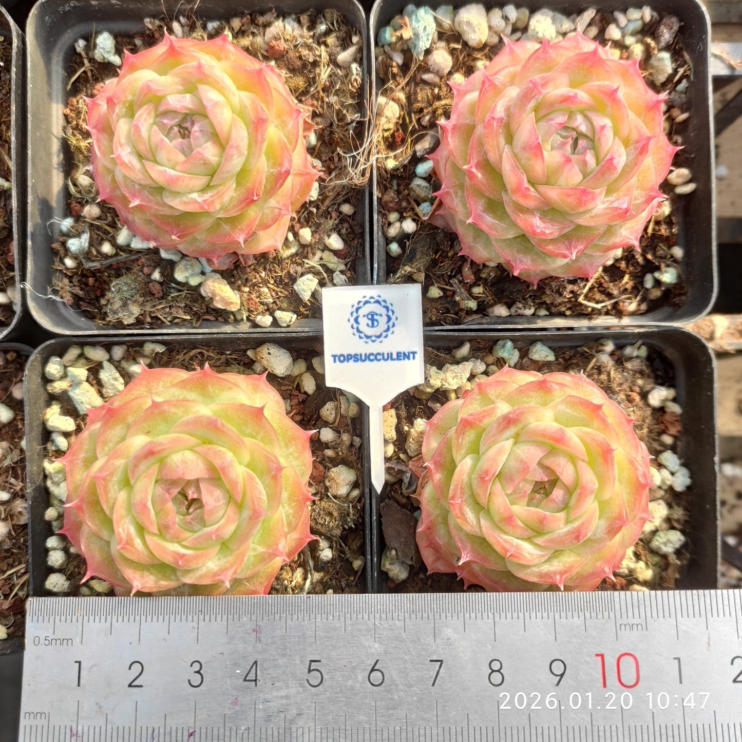 24869 Echeveria Noctera (7cm pot size)