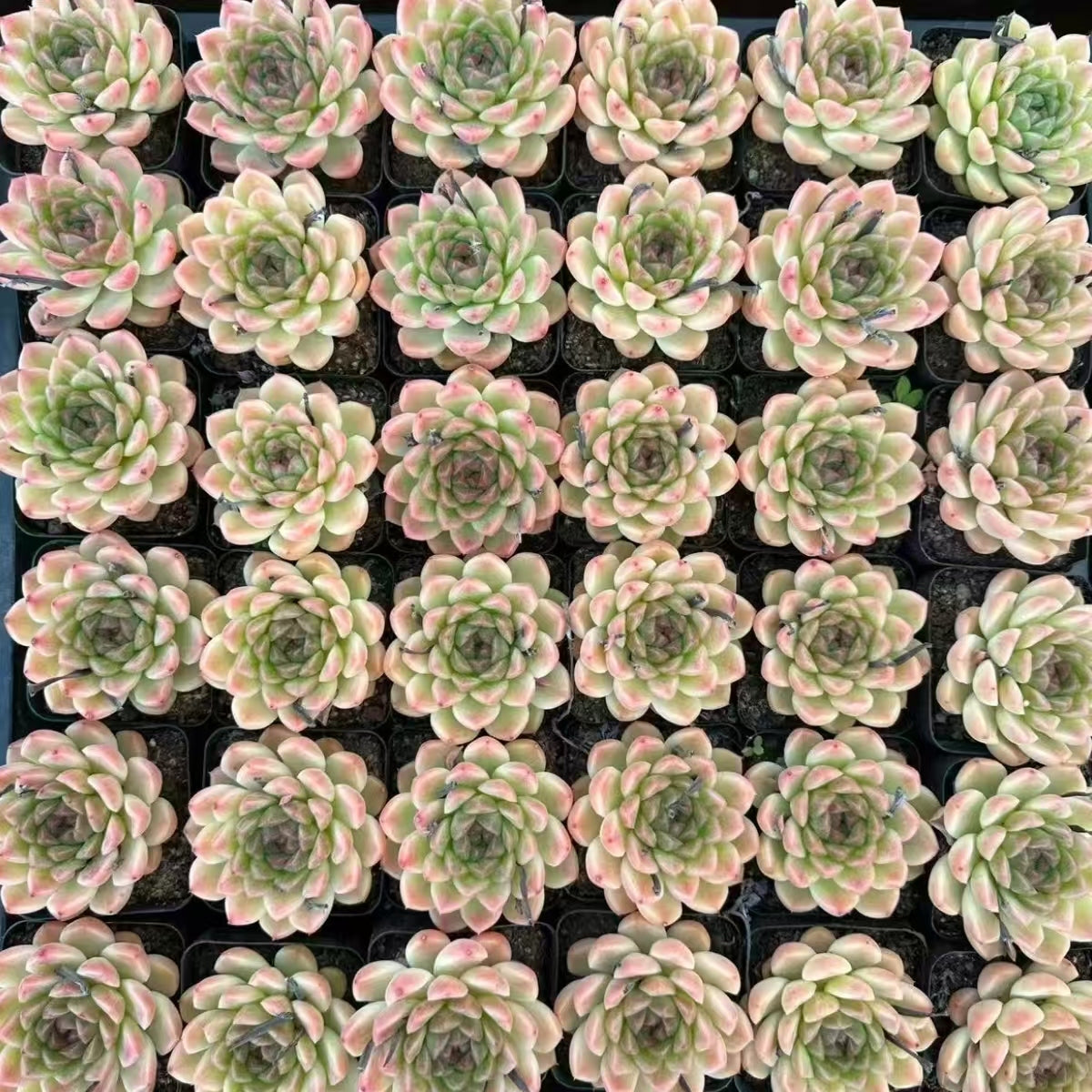 21509 Echeveria Buddhist Beads (5cm pot size)