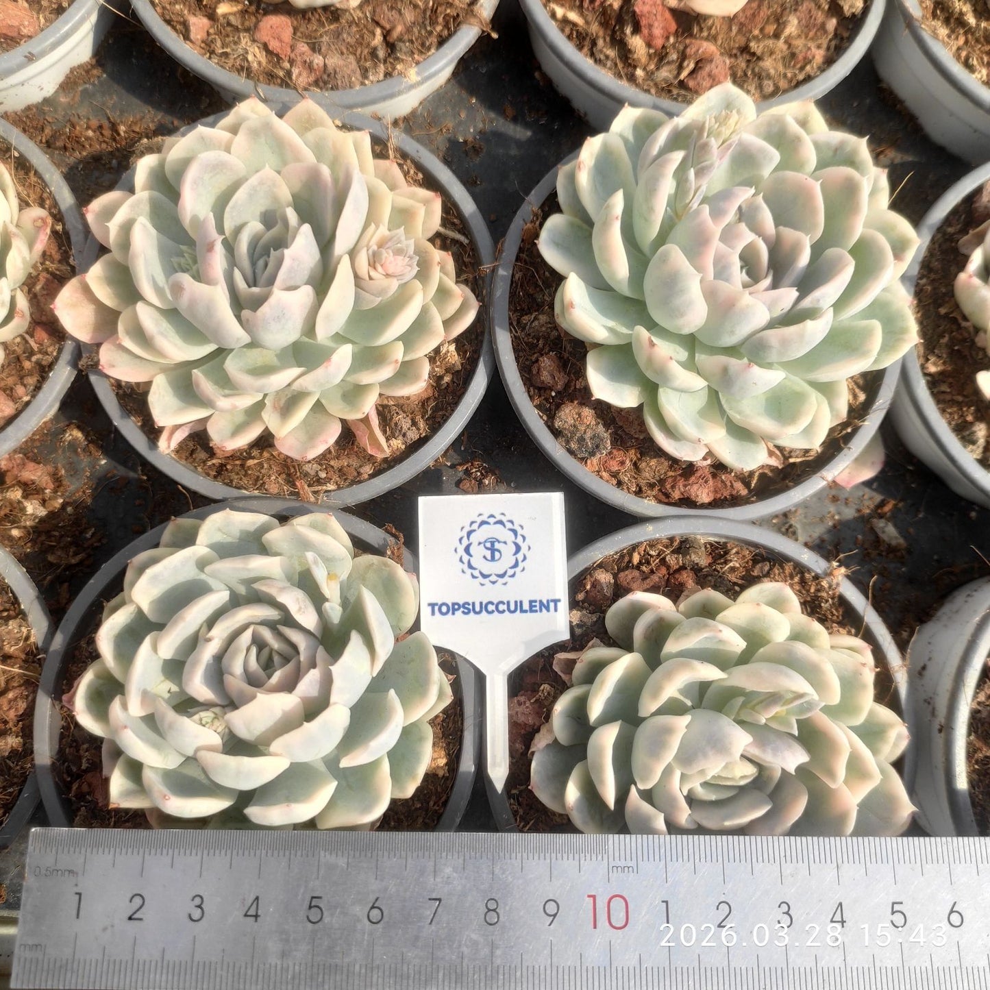 360928 Echeveria Snow Ball Variegated (9cm pot size)