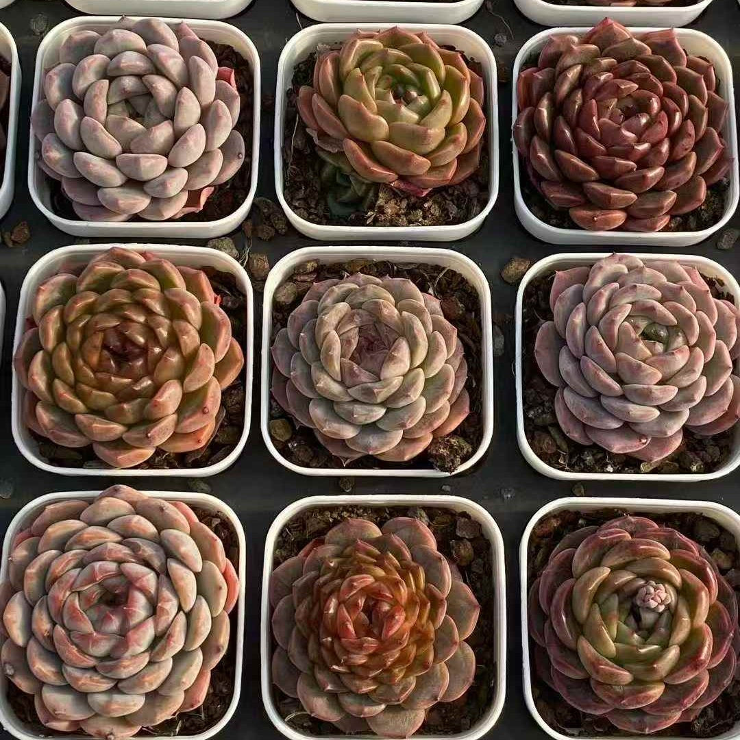 24479 Echeveria Jennifer Hyb (7cm pot size)