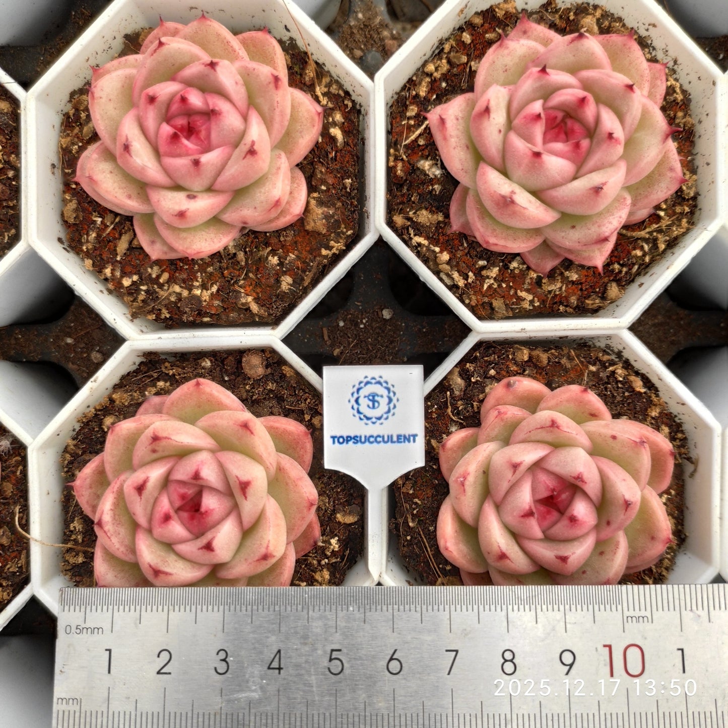 23760 Echeveria Jennifer Hyb (7cm pot size)