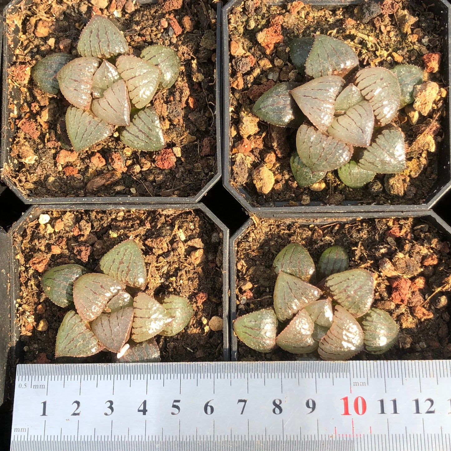 20896 Haworthia Cantaloupe Island (3cm pot size)