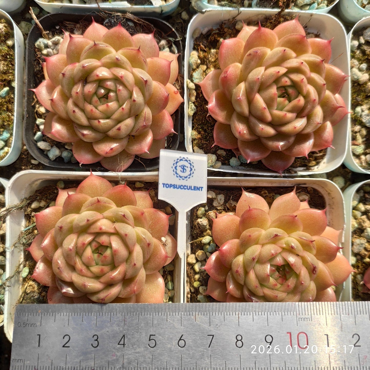 24902 Echeveria Apexia (7cm pot size)