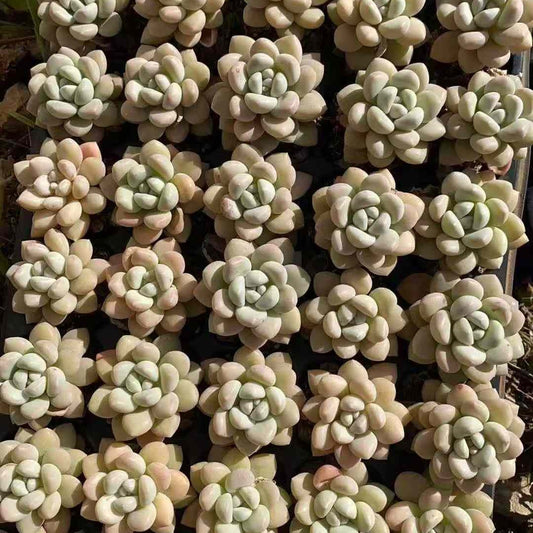 25367 Echeveria Bubble Gum (5cm pot size)