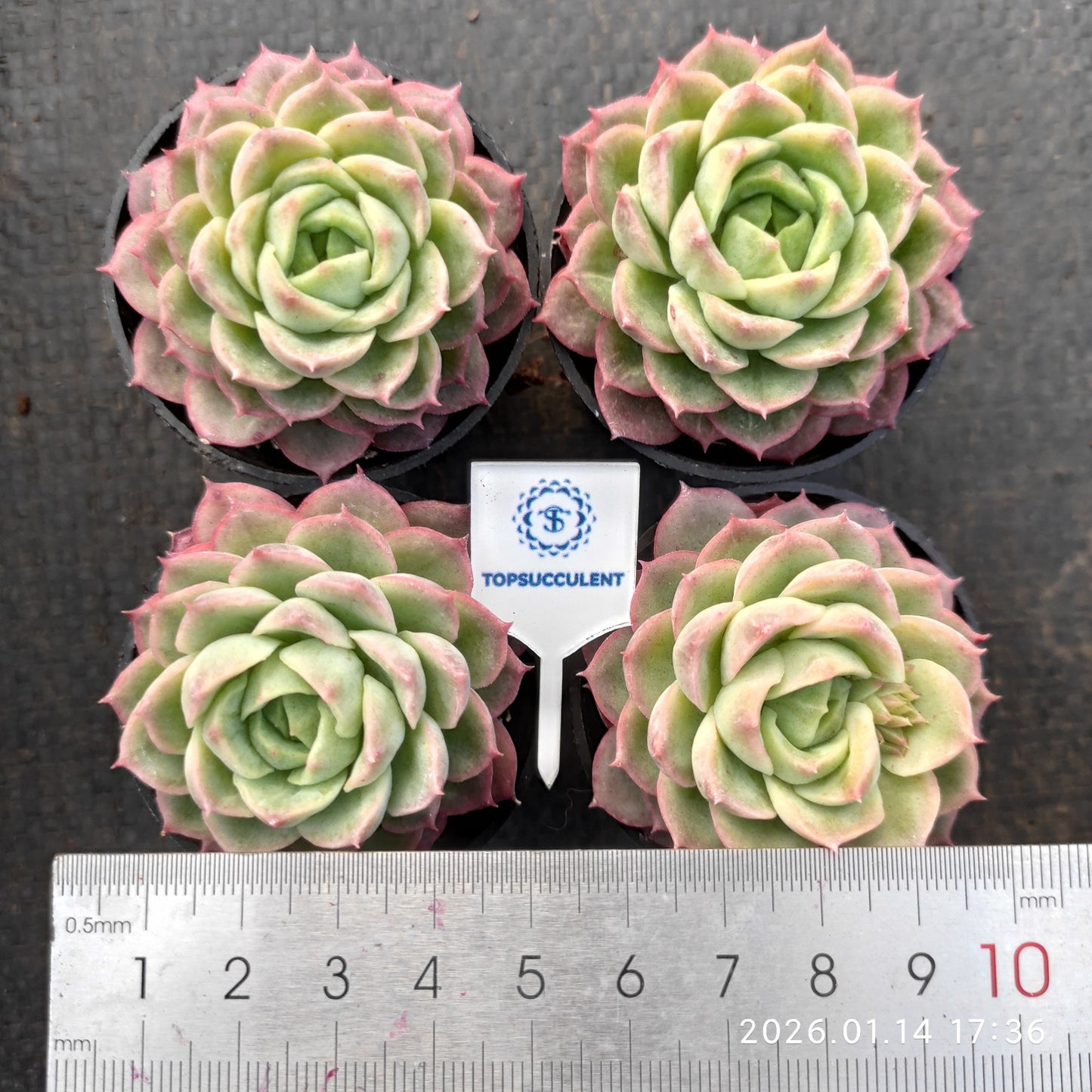 24773 Echeveria Lime & Chilly (7cm pot size)