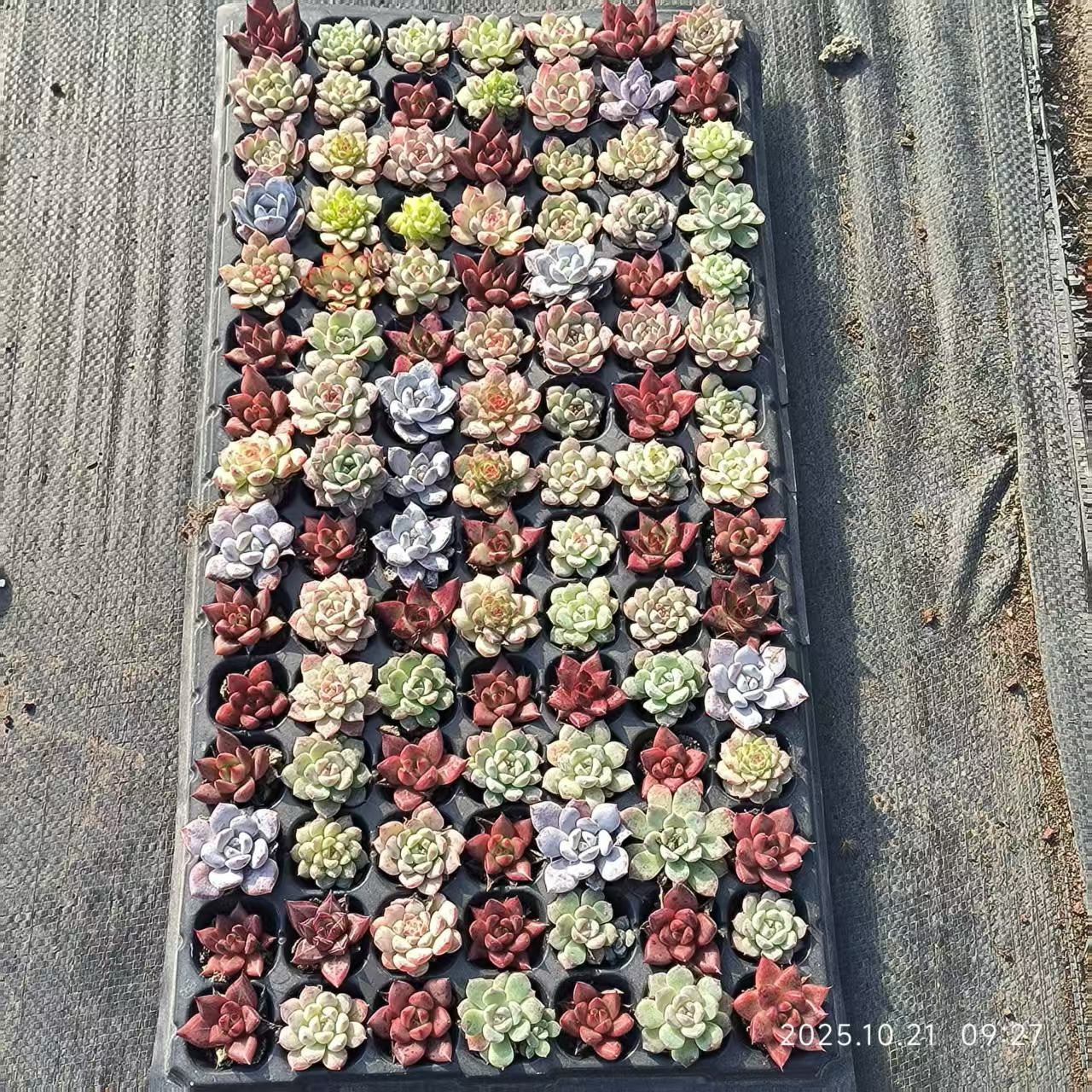 21688 Echeveria Chihuahuaensis x Frank (3cm pot size)