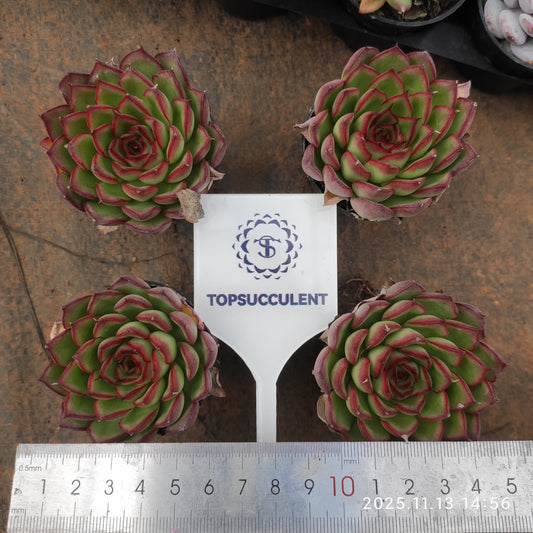 T1304 Echeveria Firefly (5.5cm pot size)