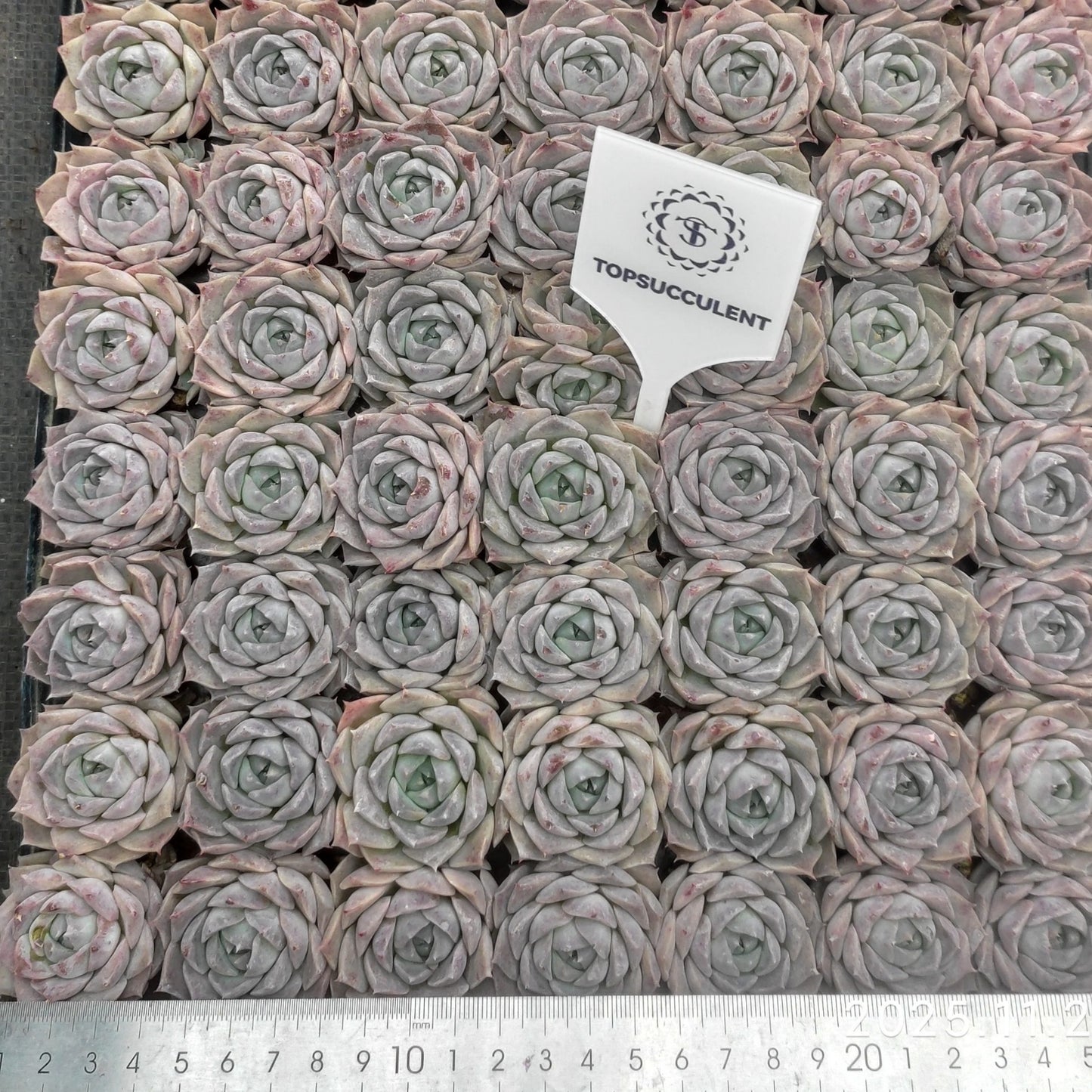 24548 Echeveria Poseidon (3cm pot size)