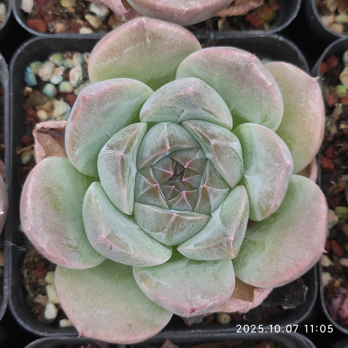 XQ1453 Echeveria Thick Monroe Hyb(7cm pot size)