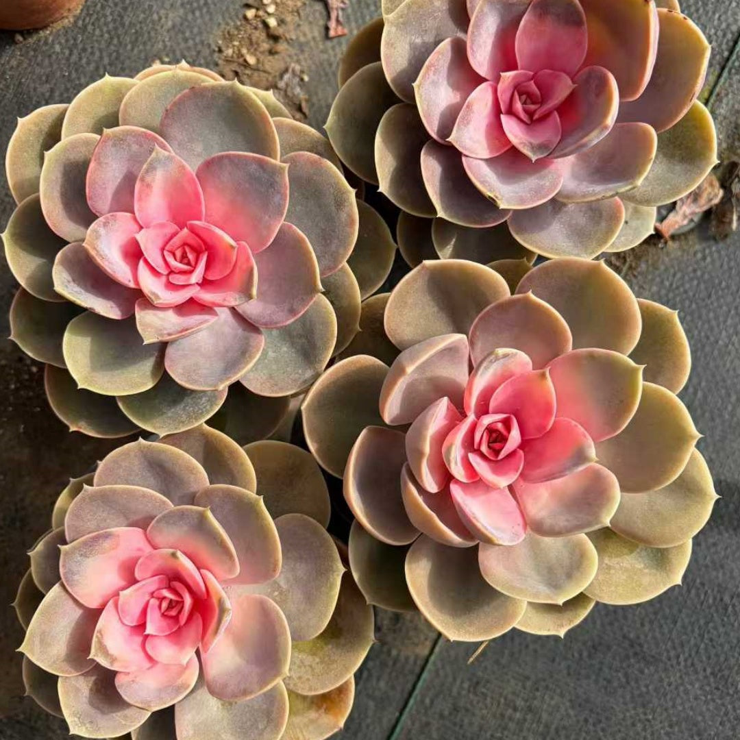 25350 Echeveria Perle von Nurnberg (12cm pot size)