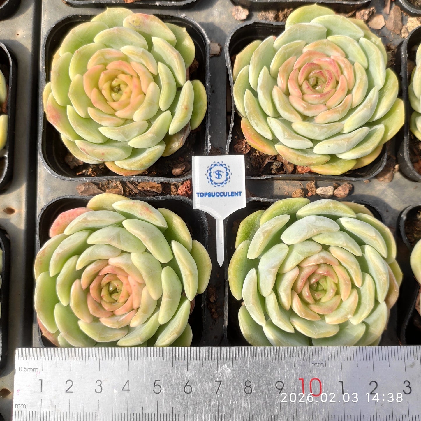 25681 Echeveria Ice Crystal (6.5cm pot size)