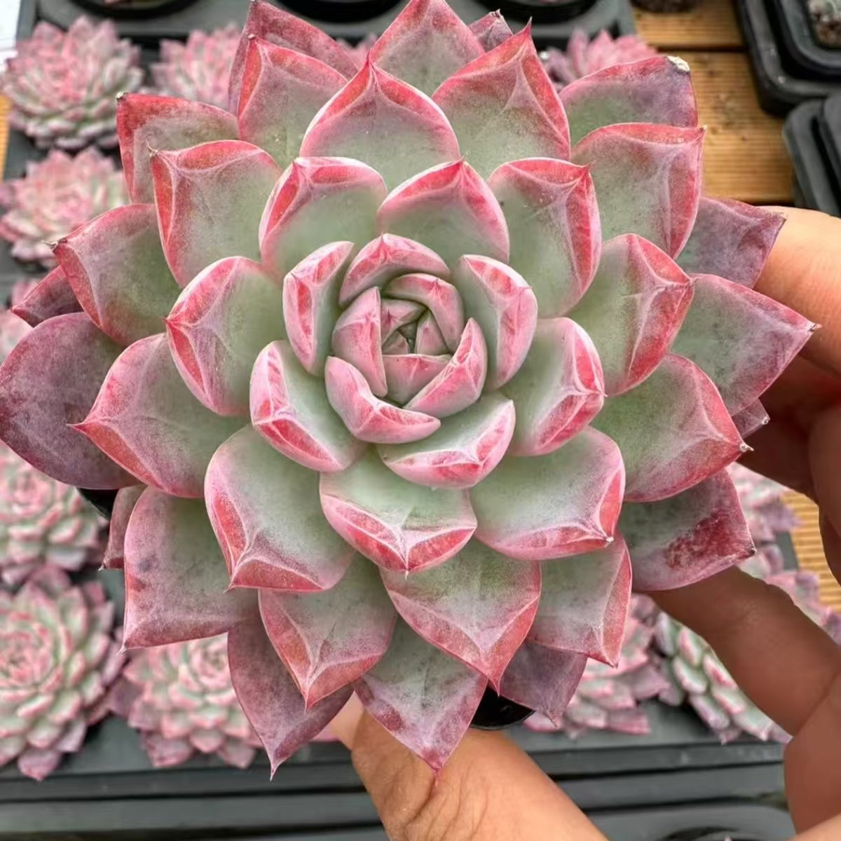 QNY152 Echeveria Charm(7cm pot size)