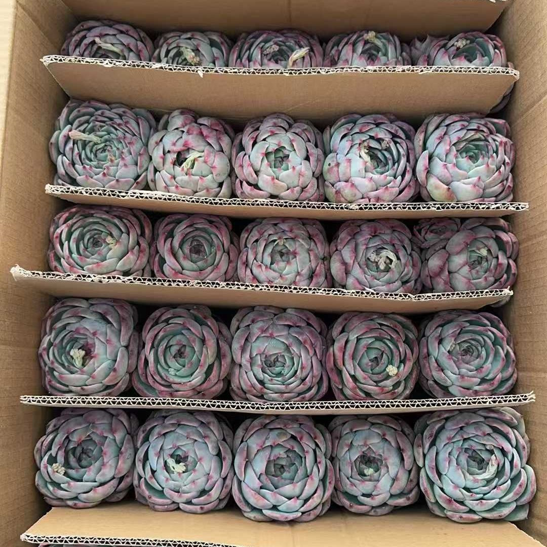 25714 Echeveria Fairy Doll (9cm pot size)