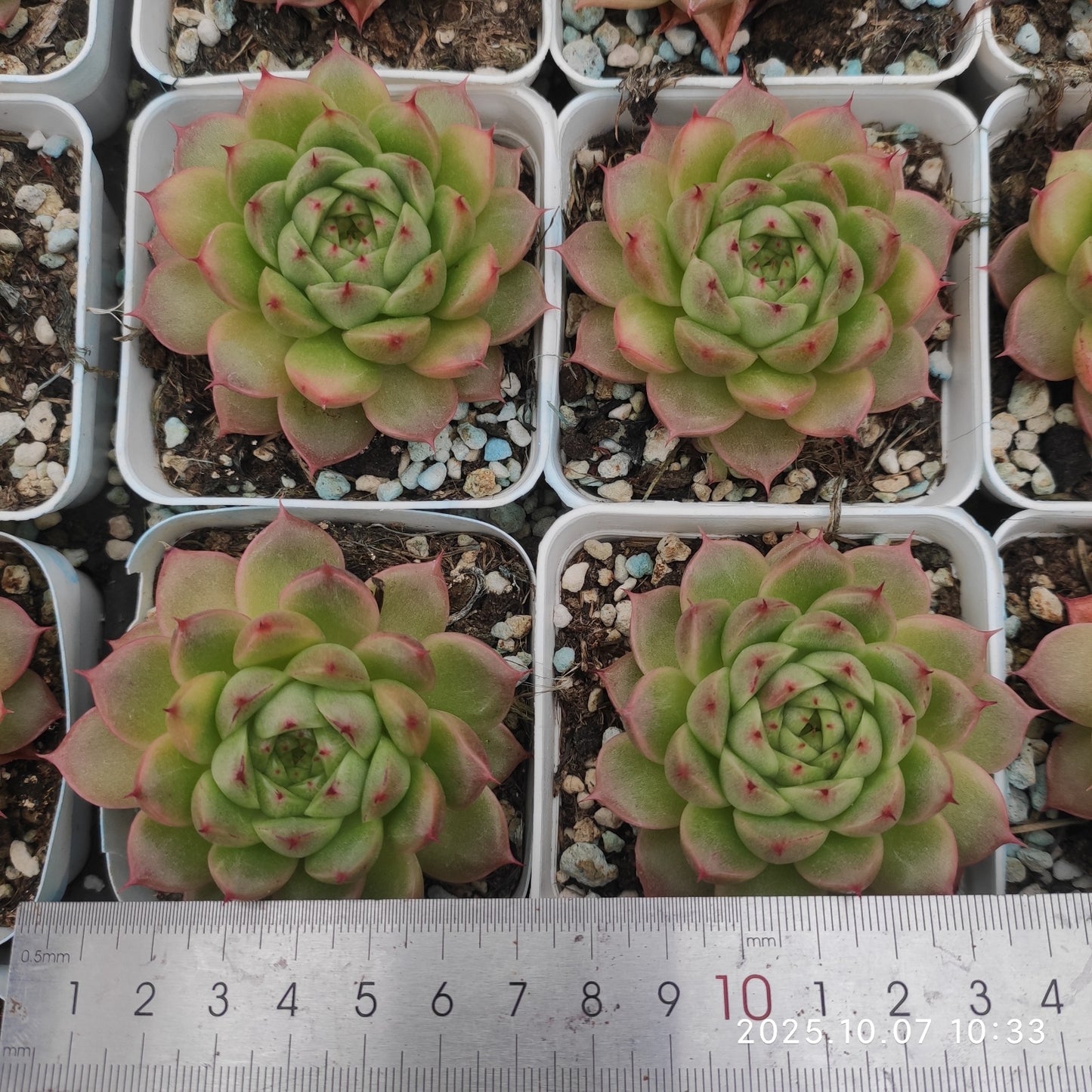 XQ1424 Echeveria Pinecone Jenny Hyb(7cm pot size)