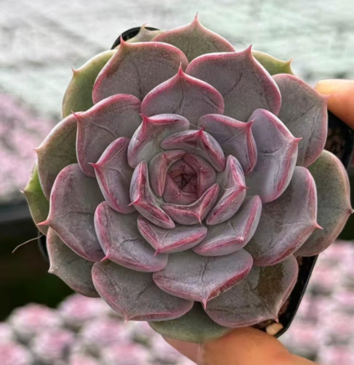 QNY148 Echeveria Paris Poet(7cm pot size)