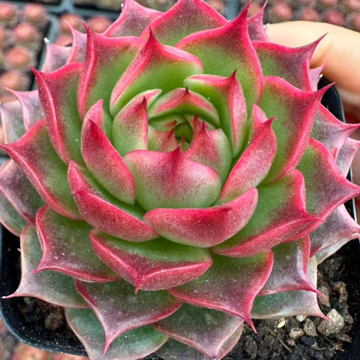 22627 Echeveria Agician (7cm pot size)