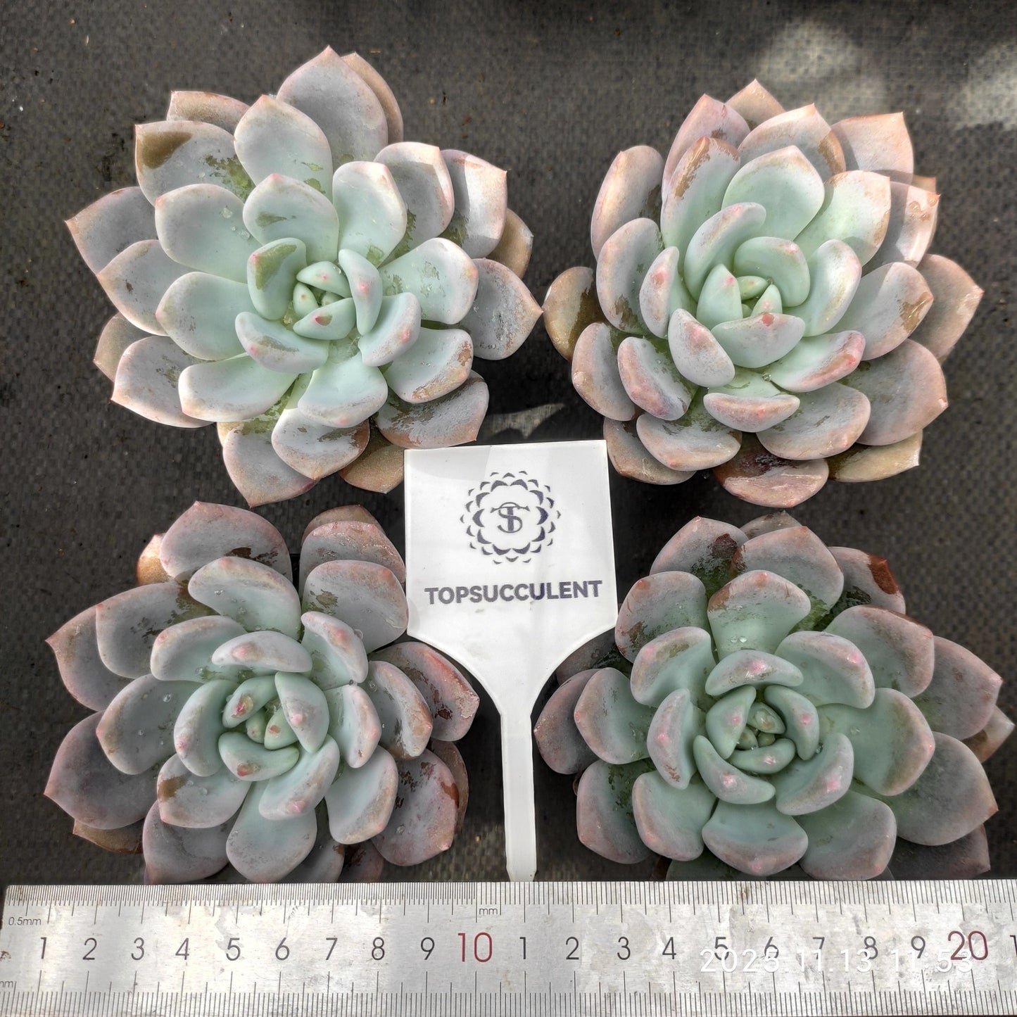 18747 Echeveria OP Ice Green (9cm pot size)