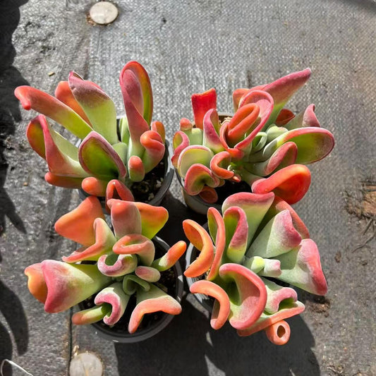 361178 Echeveria Fire Fox (9cm pot size)