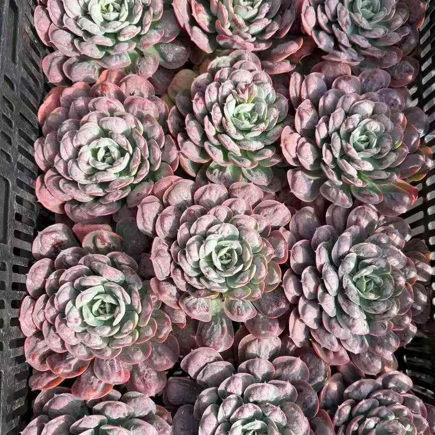 23919 Echeveria Rain Drops (12cm pot size)