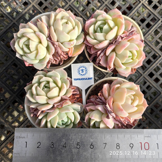 23536 Echeveria Pink Fragrance (7cm pot size)