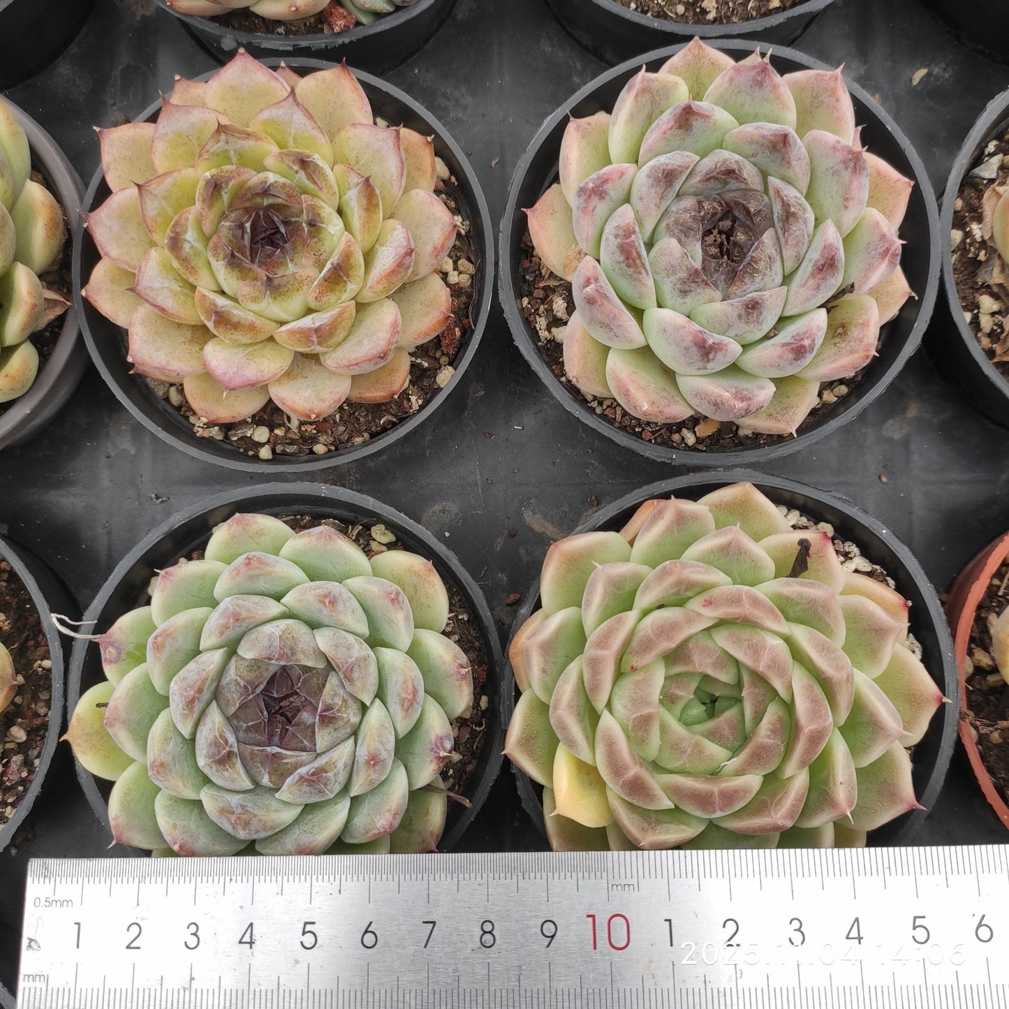 18906 Echeveria Black Rose (9cm pot size)