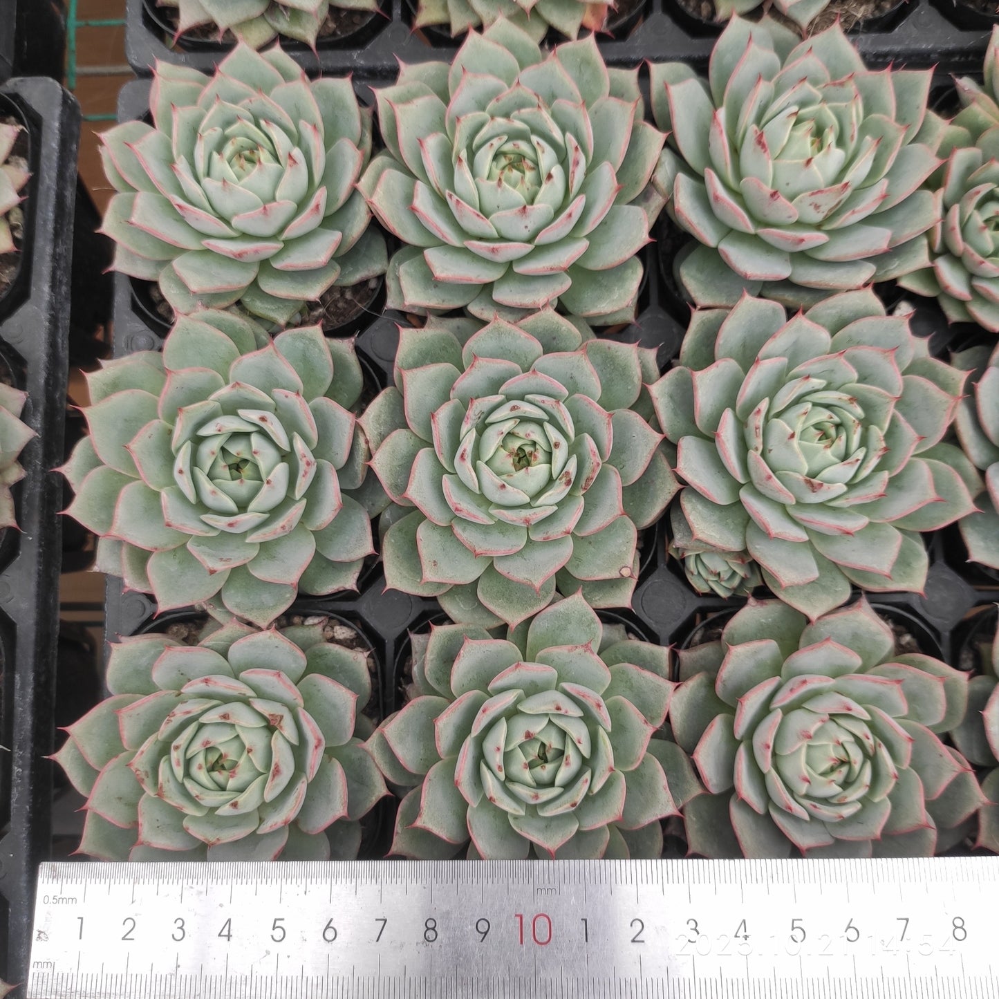 20712 Echeveria Lyndsiana (6.3cm pot size)