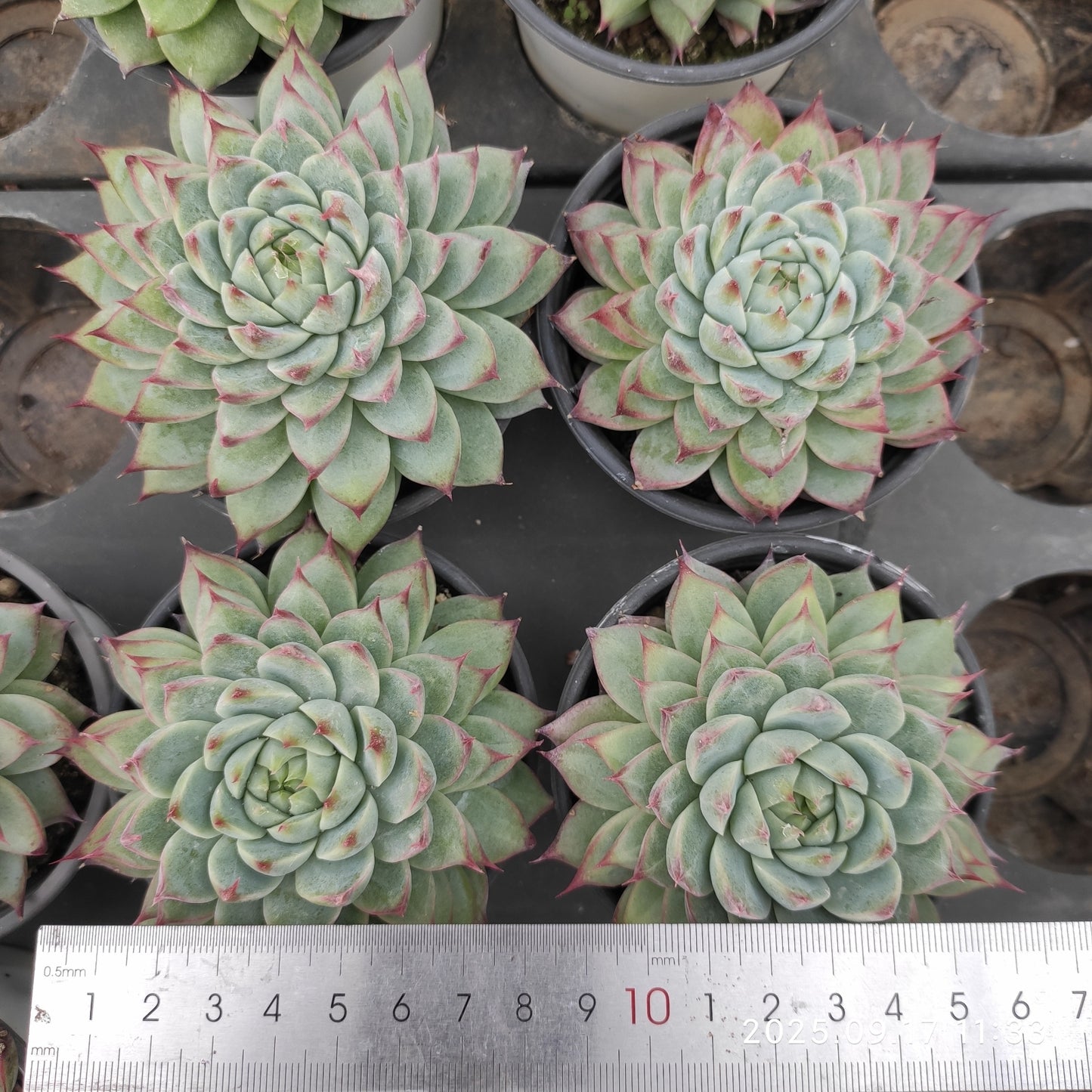NGN299 Echeveria Cadbury(9cm pot size)