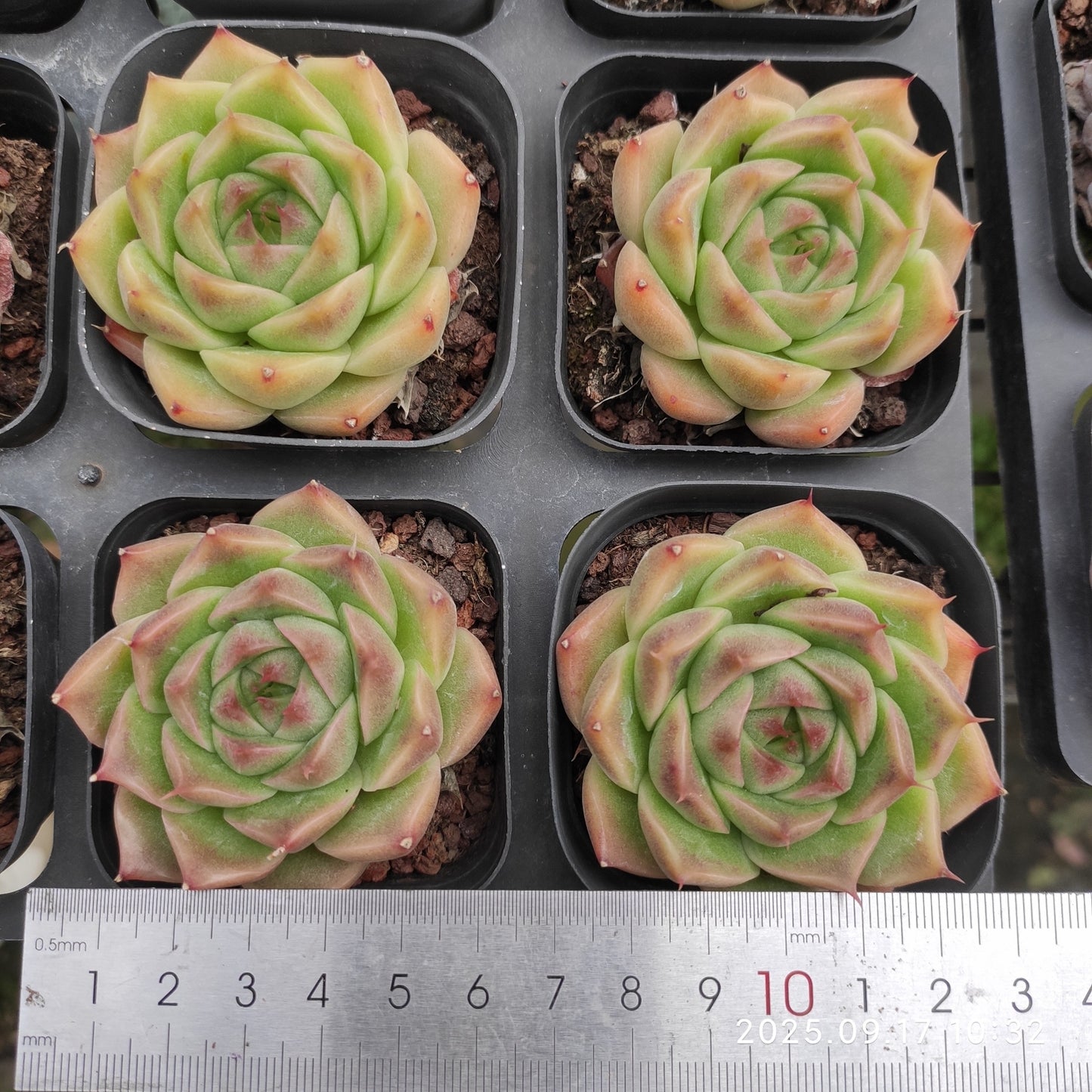 NGN388 Echeveria Purple Smoke(6.5cm pot size)