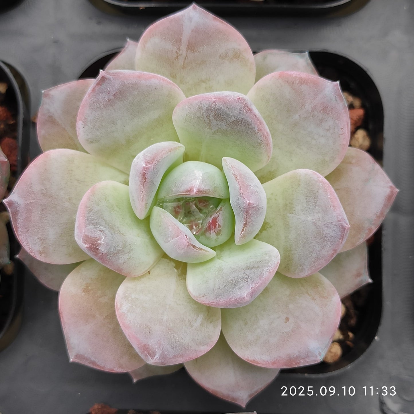 HG033 Echeveria Malgan Hyb(7cm pot size)