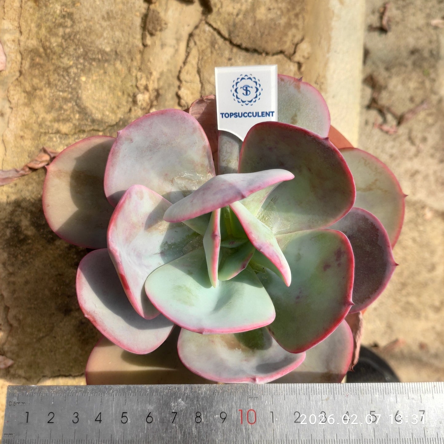 22847 Echeveria Breland (9cm pot size)