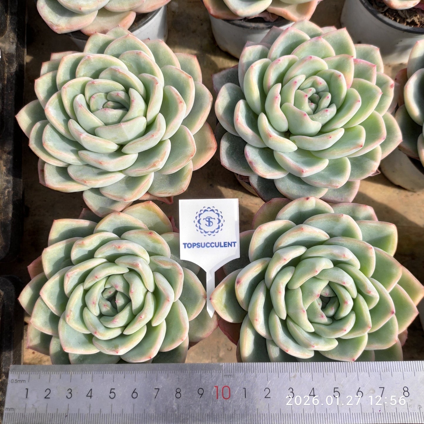 18815 Echeveria Amabille (9cm pot size)