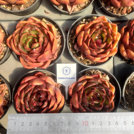 18899 Echeveria Traffic Light (9cm pot size)