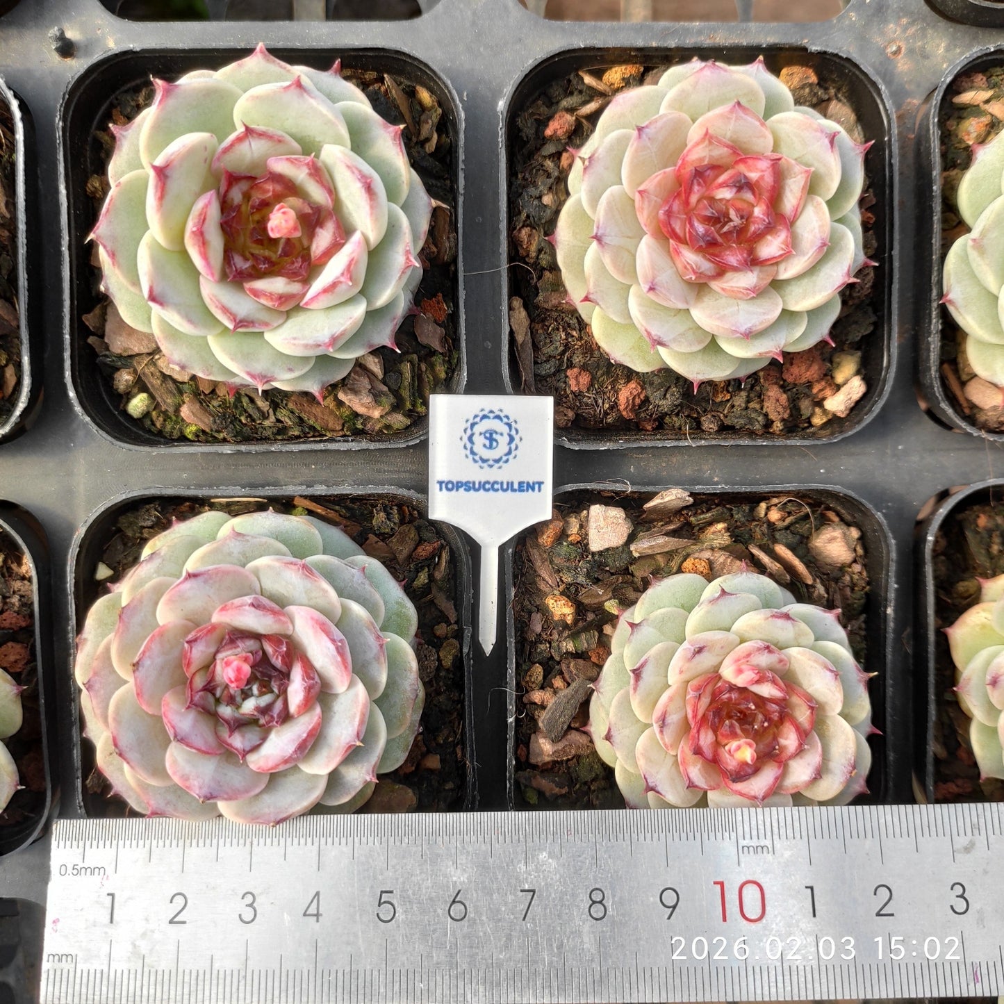 25695 Echeveria Purple Granada (6.5cm pot size)