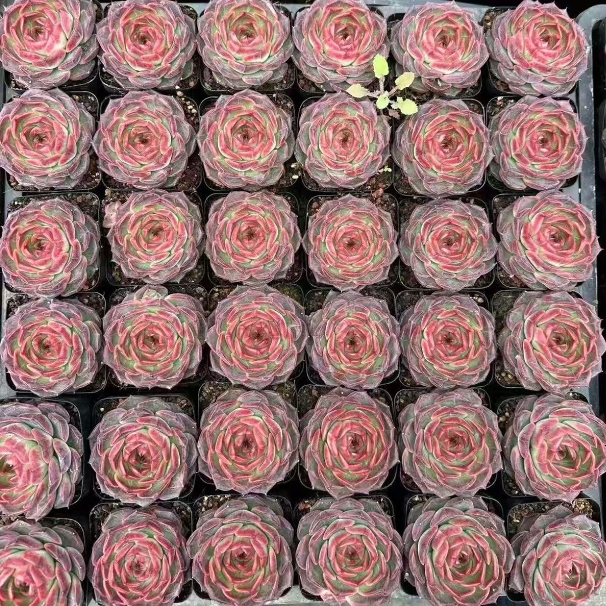 21508 Echeveria Mocha (7cm pot size)