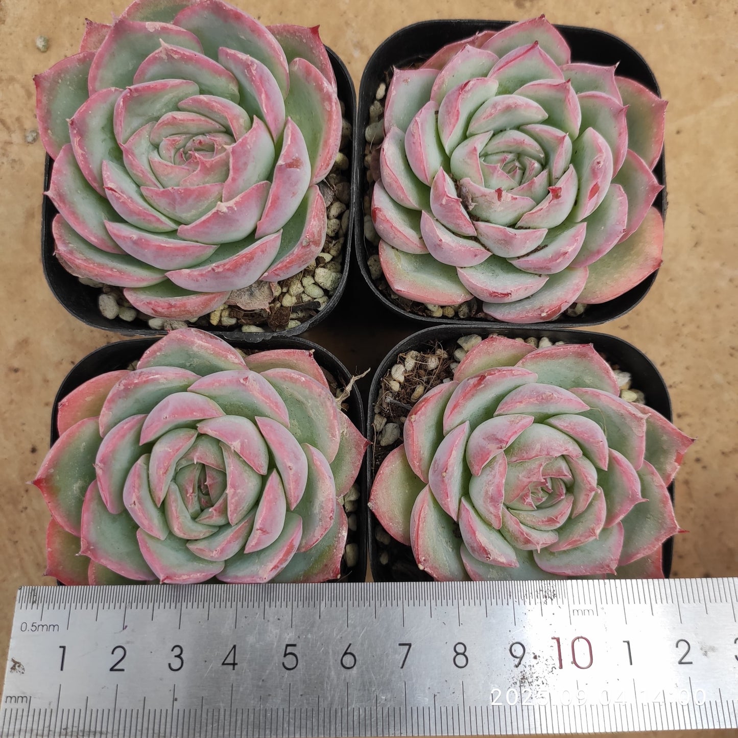 MMY1108 Echeveria Silhouette(6.3cm pot size)