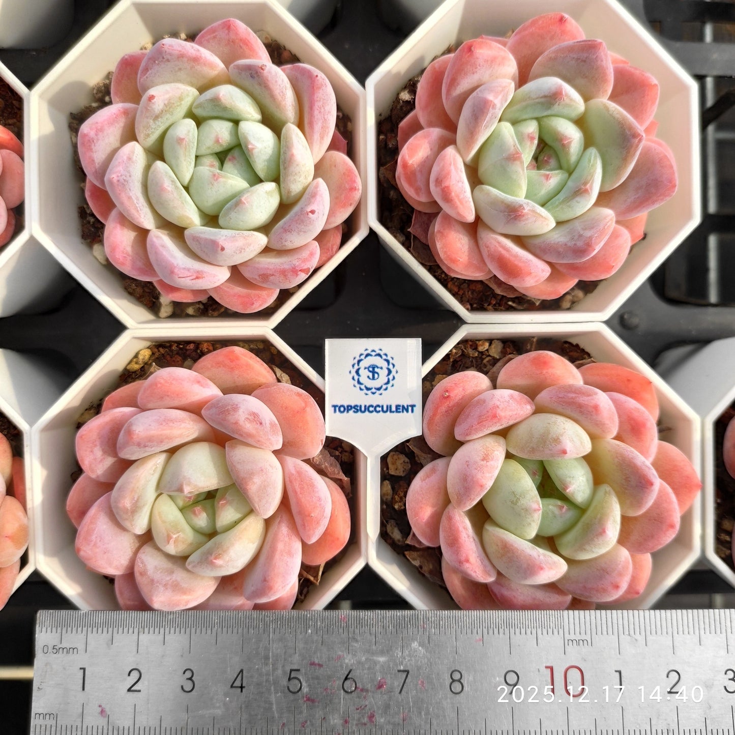 14238 Echeveria Ice Dream (7cm pot size)