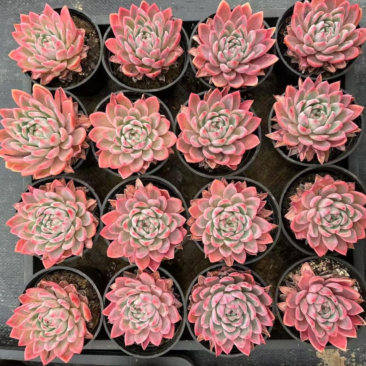 22619 Echeveria Pink Narcissus (9cm pot size)