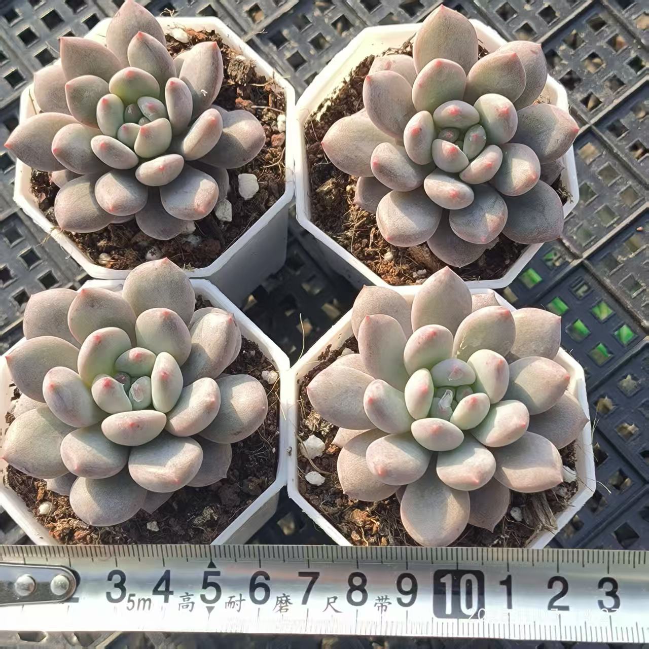 18957 Echeveria Angels Finger (6.5cm pot size)